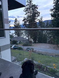 Chase taking in the relaxing view!