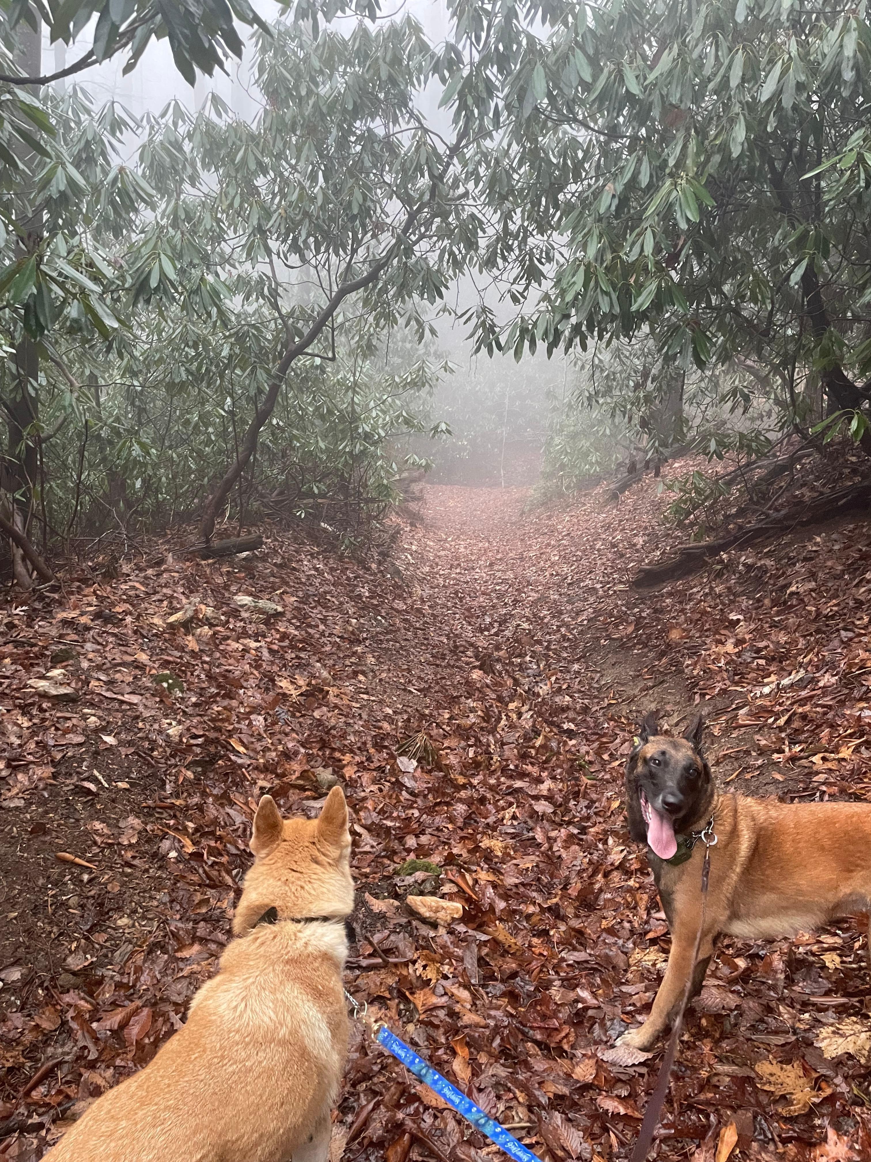 Lovely walk behind the property. 