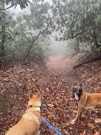 Lovely walk behind the property.