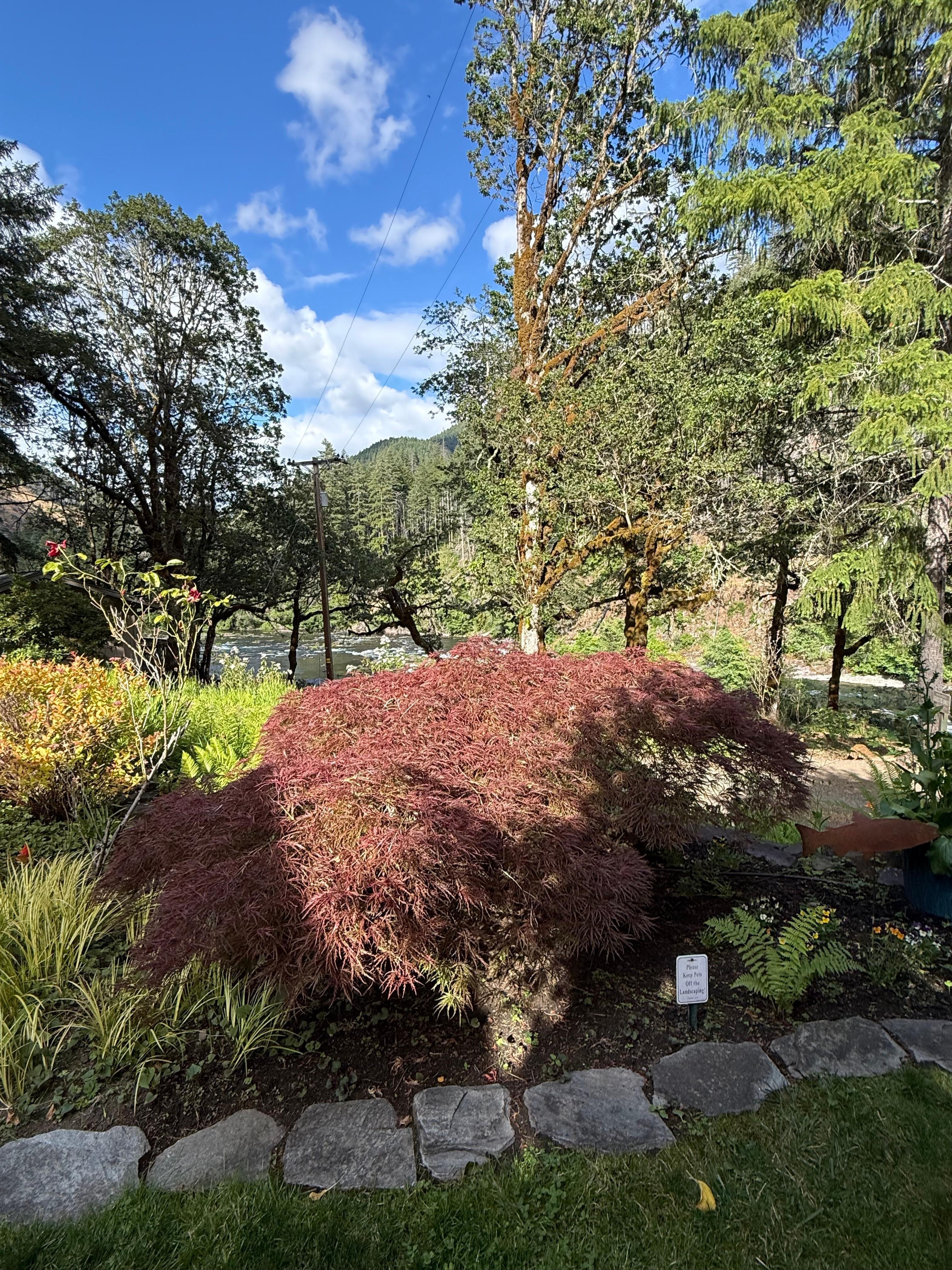 Bonsai Japanese maple outside dining room 