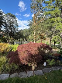 Bonsai Japanese maple outside dining room