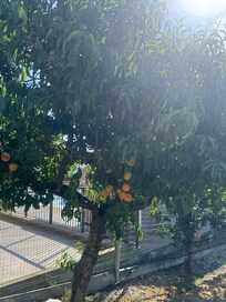Peach and plum trees at the side of the house!