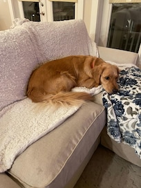 Dog Friendly. Baileys first trip to the beach did not disappoint