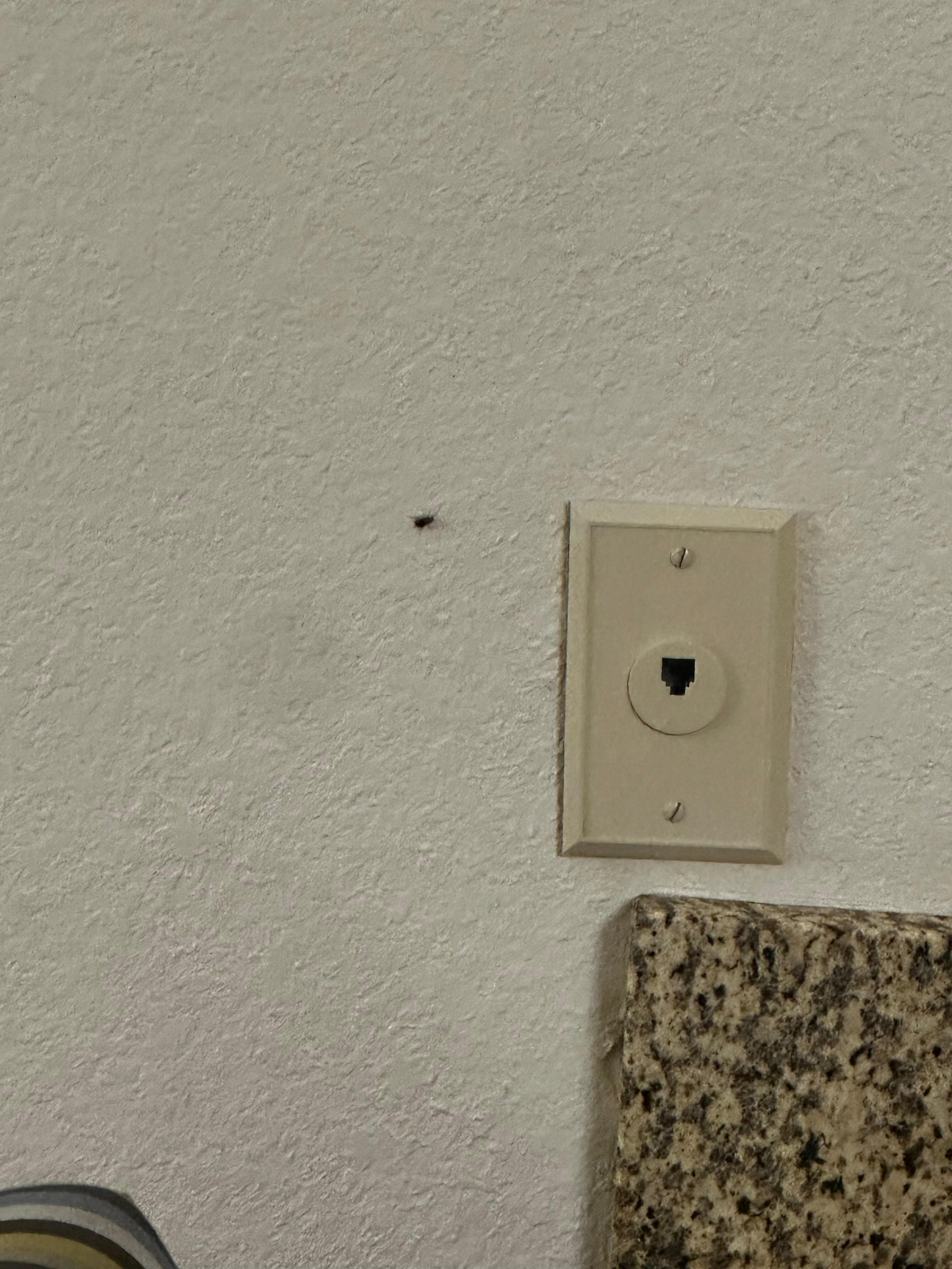Roaches