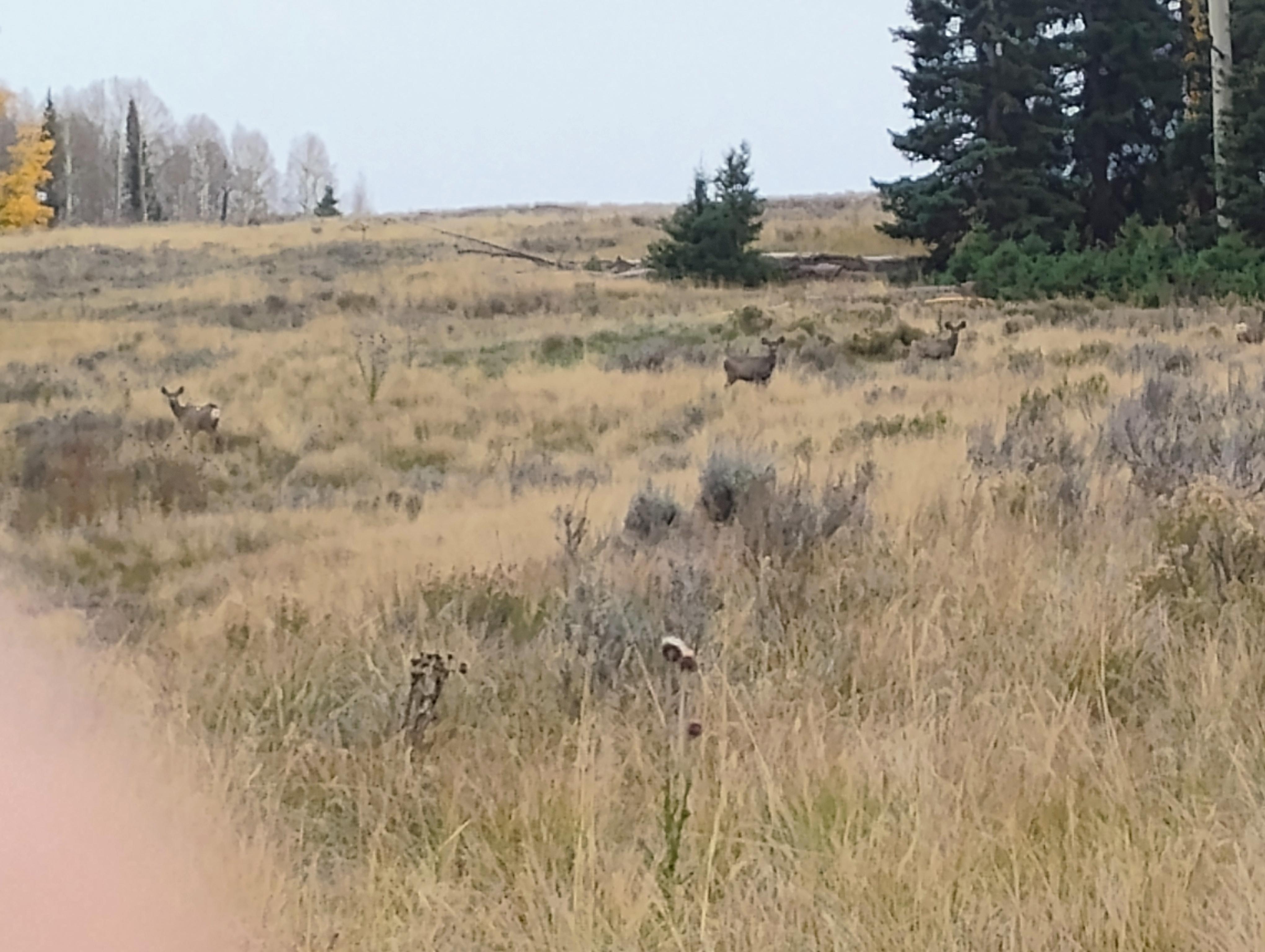 Lots of deer around the lodge.
