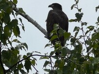 This dude was right next to the pier. When he took off, the branch he was on BROKE.