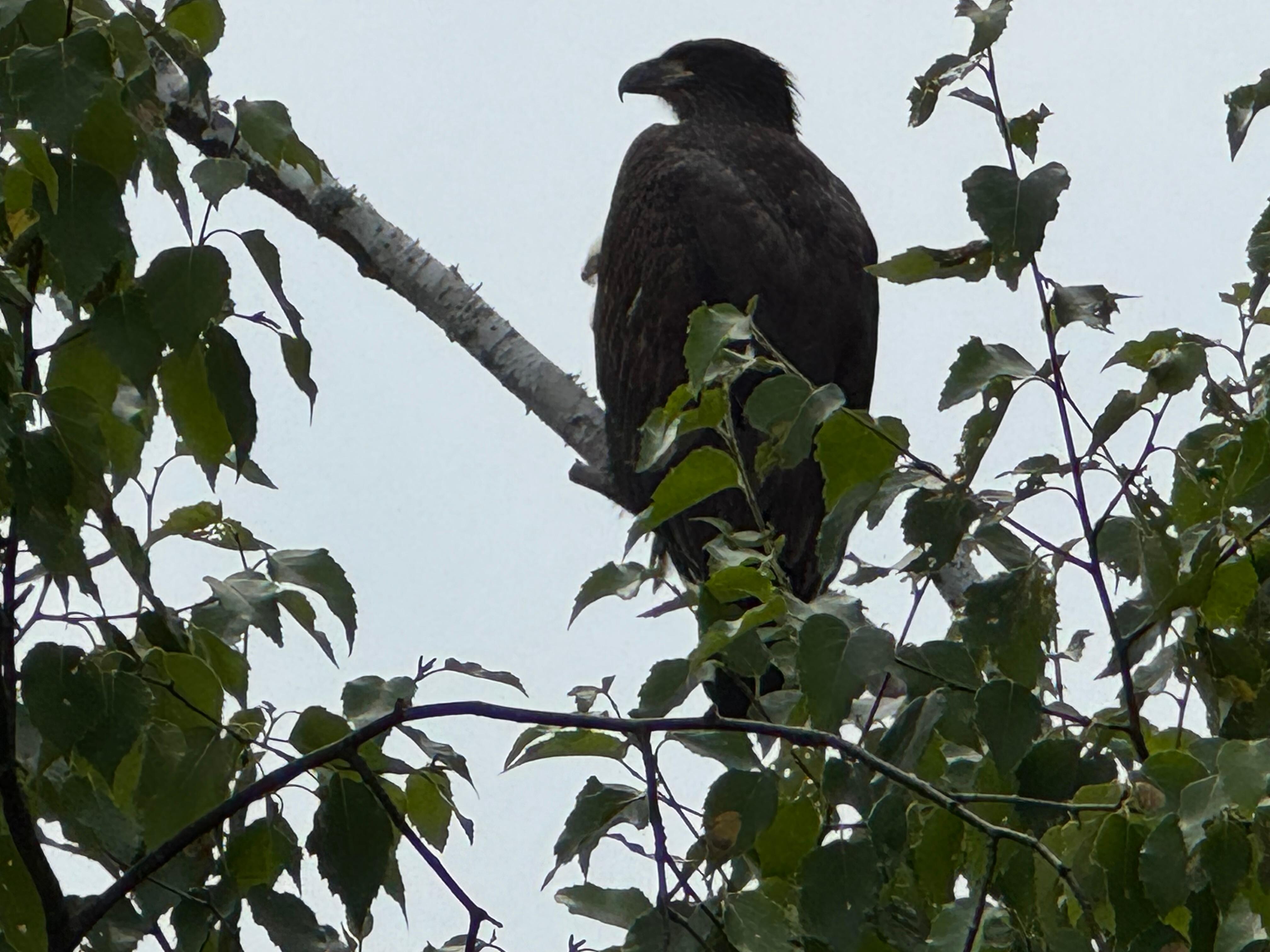 This dude was right next to the pier. When he took off, the branch he was on BROKE.