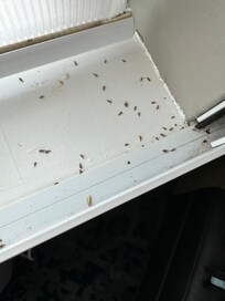 Bugs were everywhere in the room