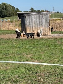 The goat herd.
