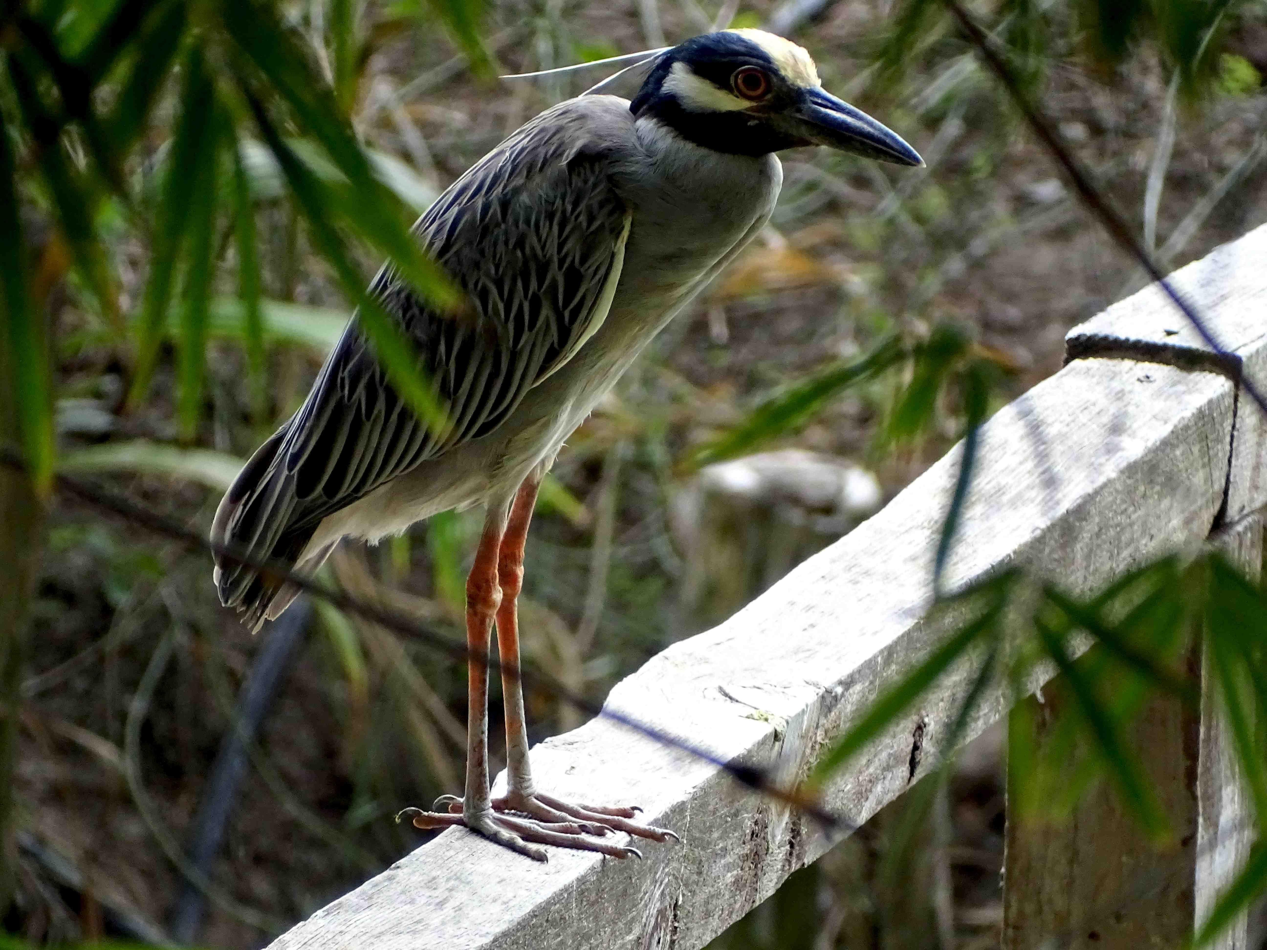 Yellow-crowned Night  Heron on the bridge to the private island