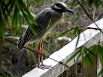 Yellow-crowned Night Heron on the bridge to the private island