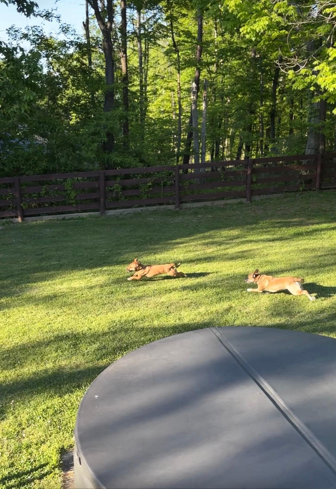 Happy pups enjoying the yard! 