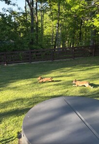 Happy pups enjoying the yard!