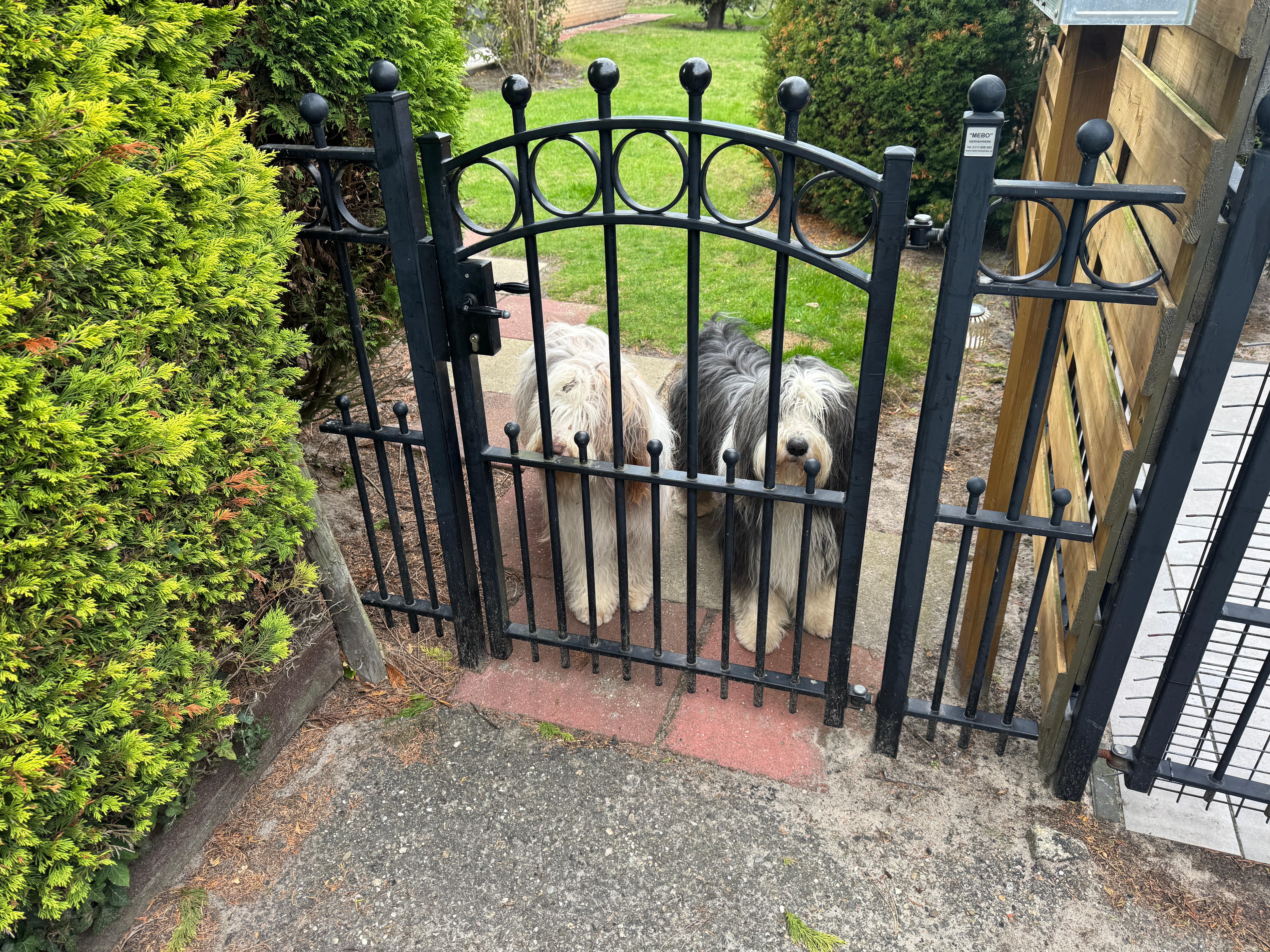 Sicher umzäunt. Wir hatten nie bedenken, die Beiden eine Weile alleine zu lassen