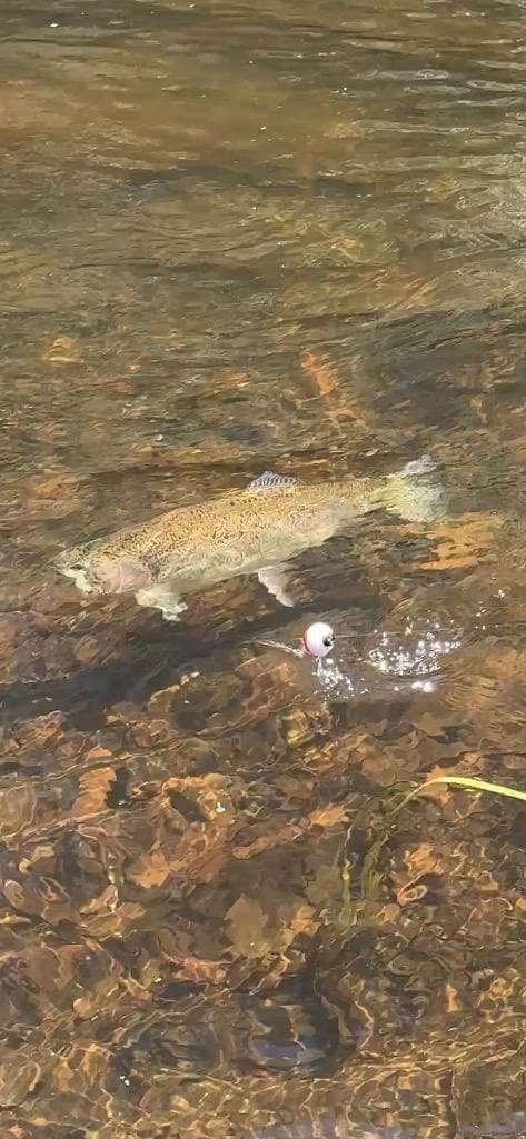 Trout we caught (and released) in the creek