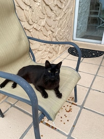 Ziggy the cat visiting the unit’s garden seating