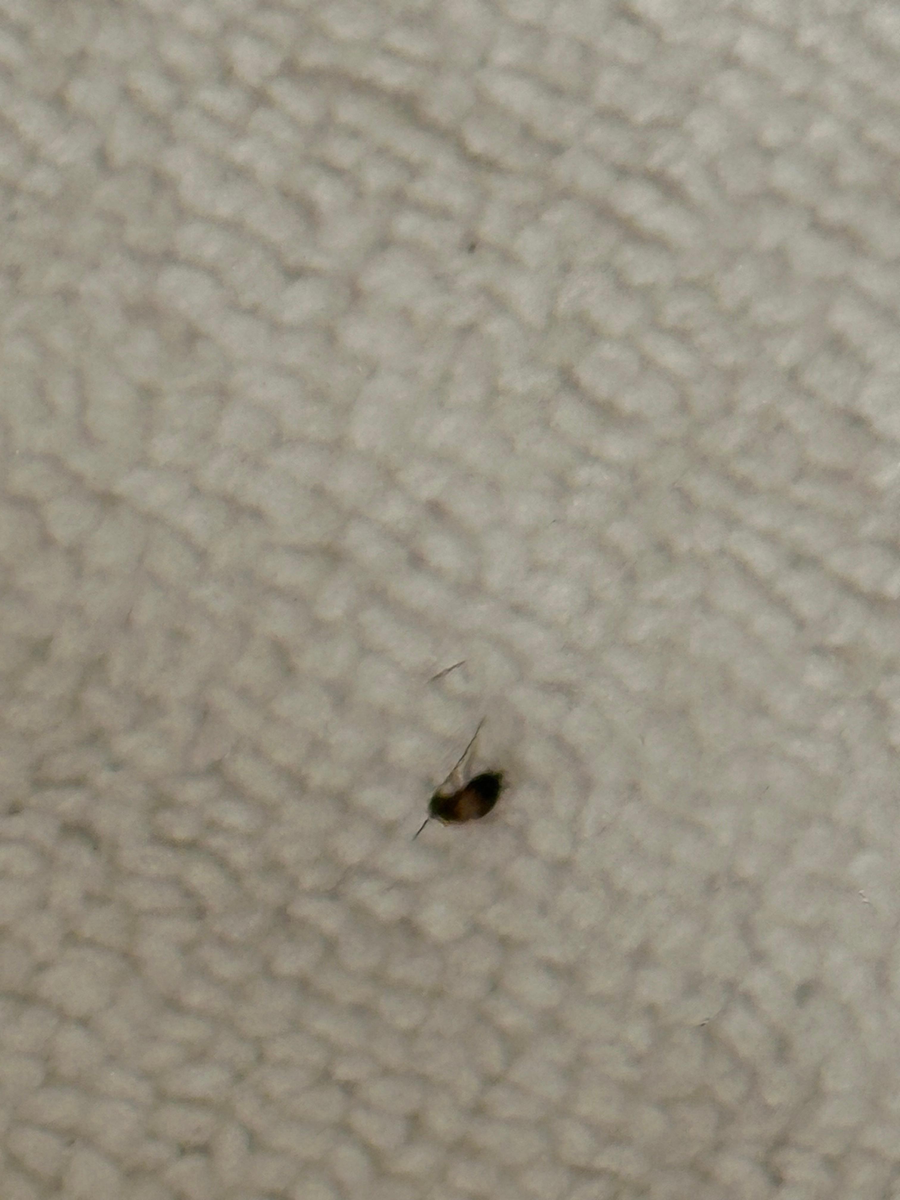 Roaches in room