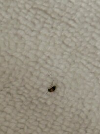 Roaches in room