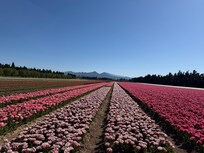 Tulips at Jonquières