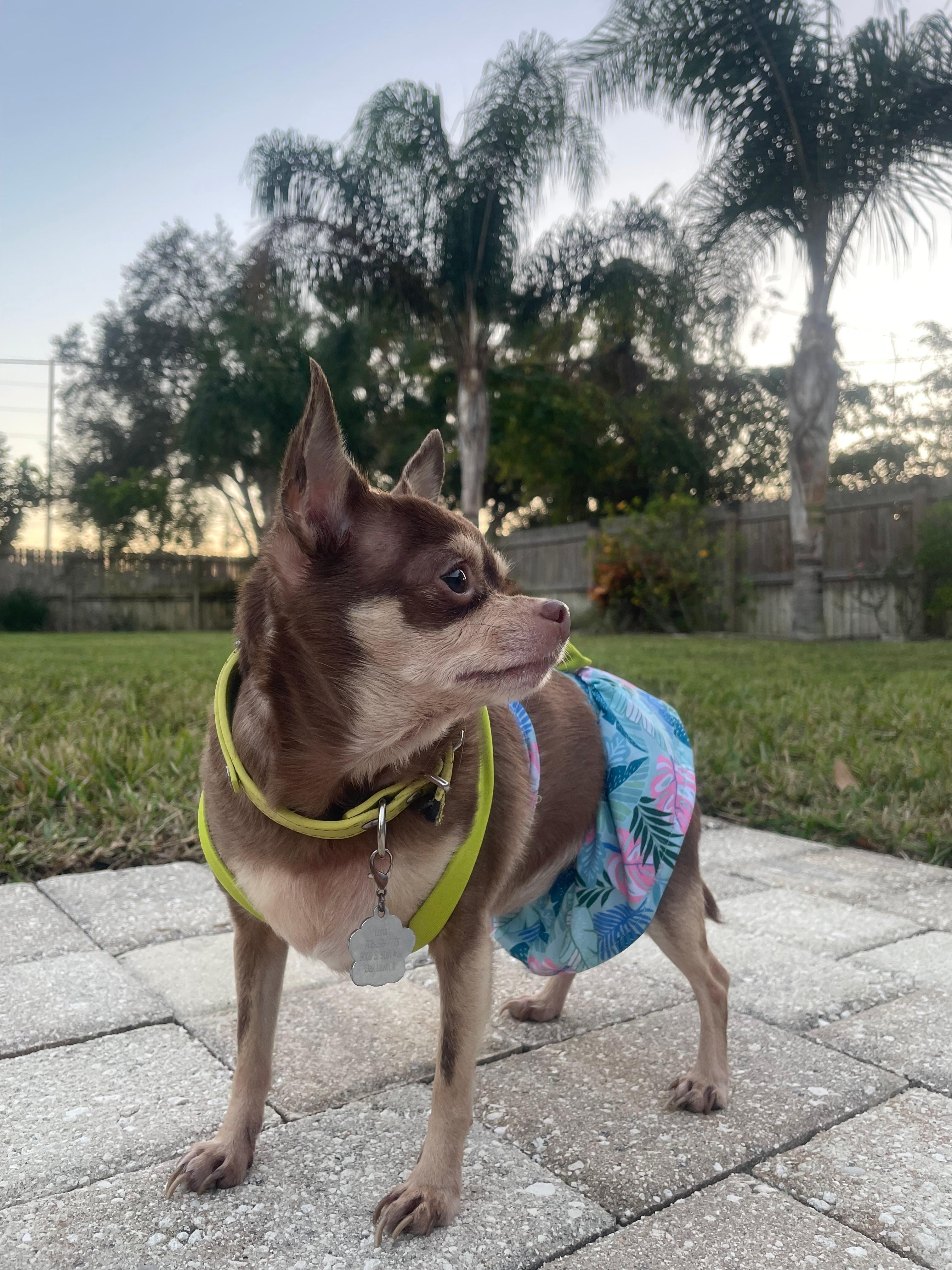 Ready for dog beach 🐾🏖️🌴