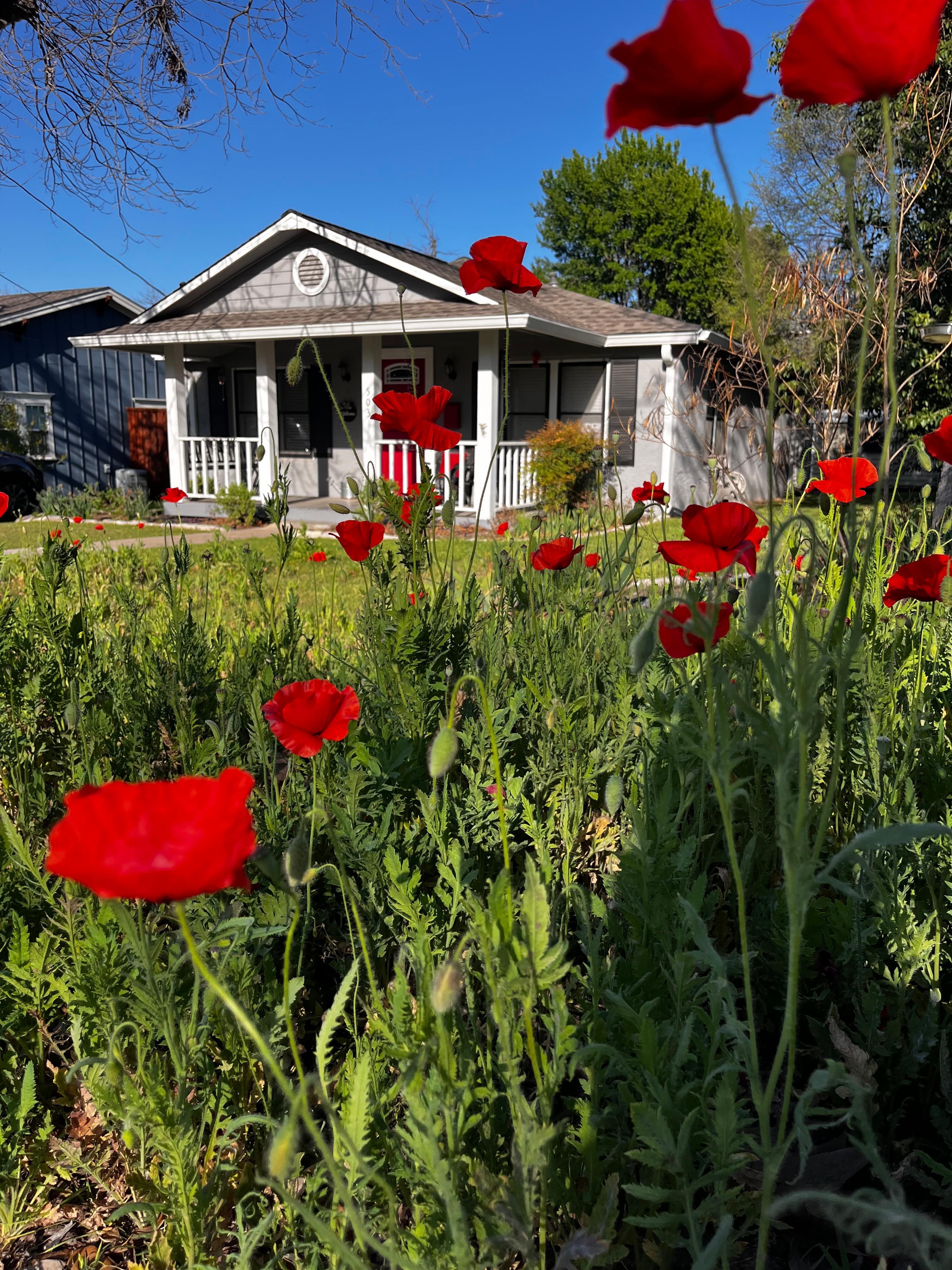 The cottage’s front yard poppies. 