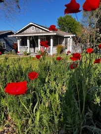 The cottage’s front yard poppies.