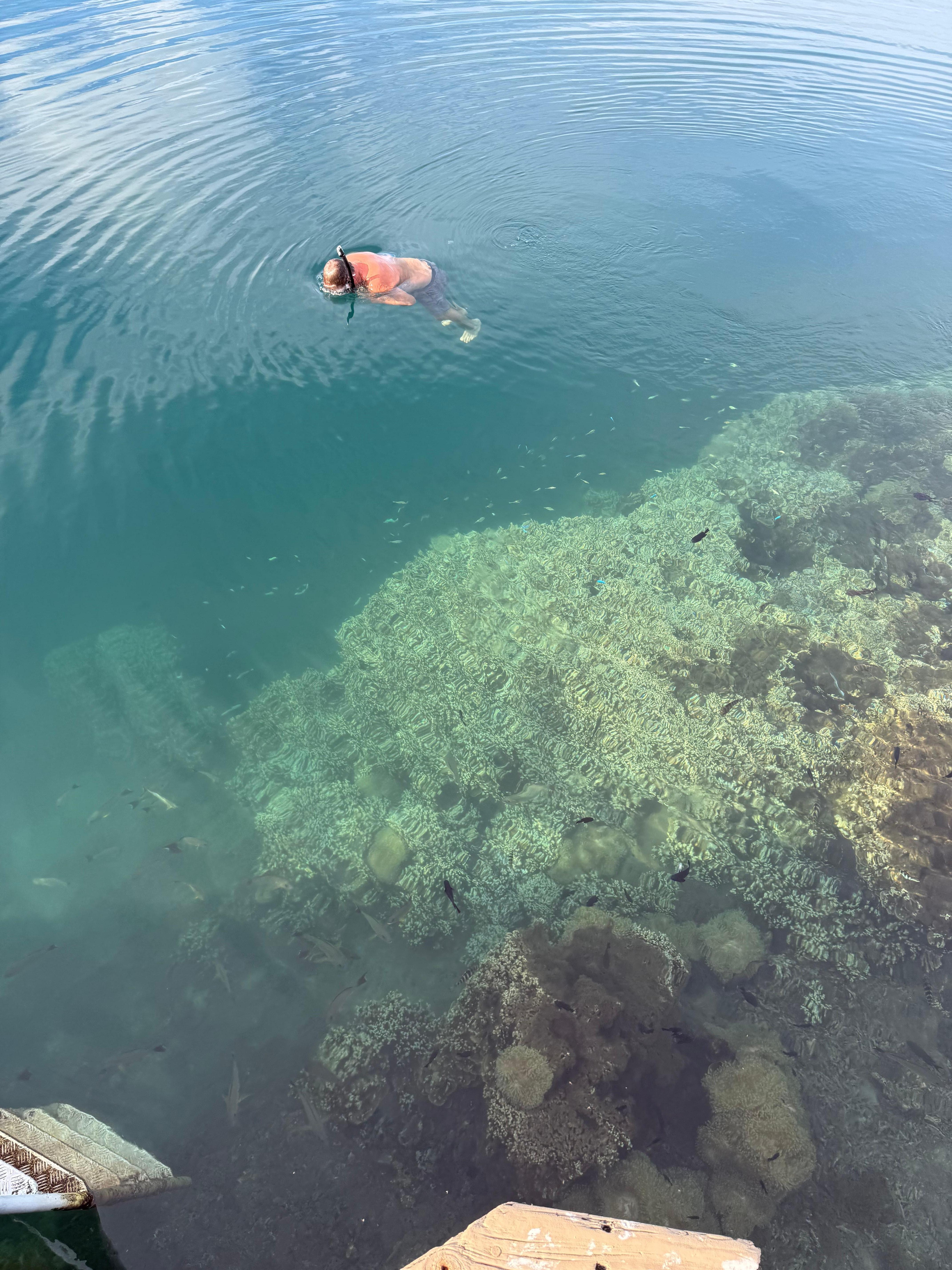The shallow reef turns deep at the end of the dock