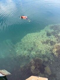 The shallow reef turns deep at the end of the dock