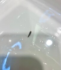 Insect in bathtub