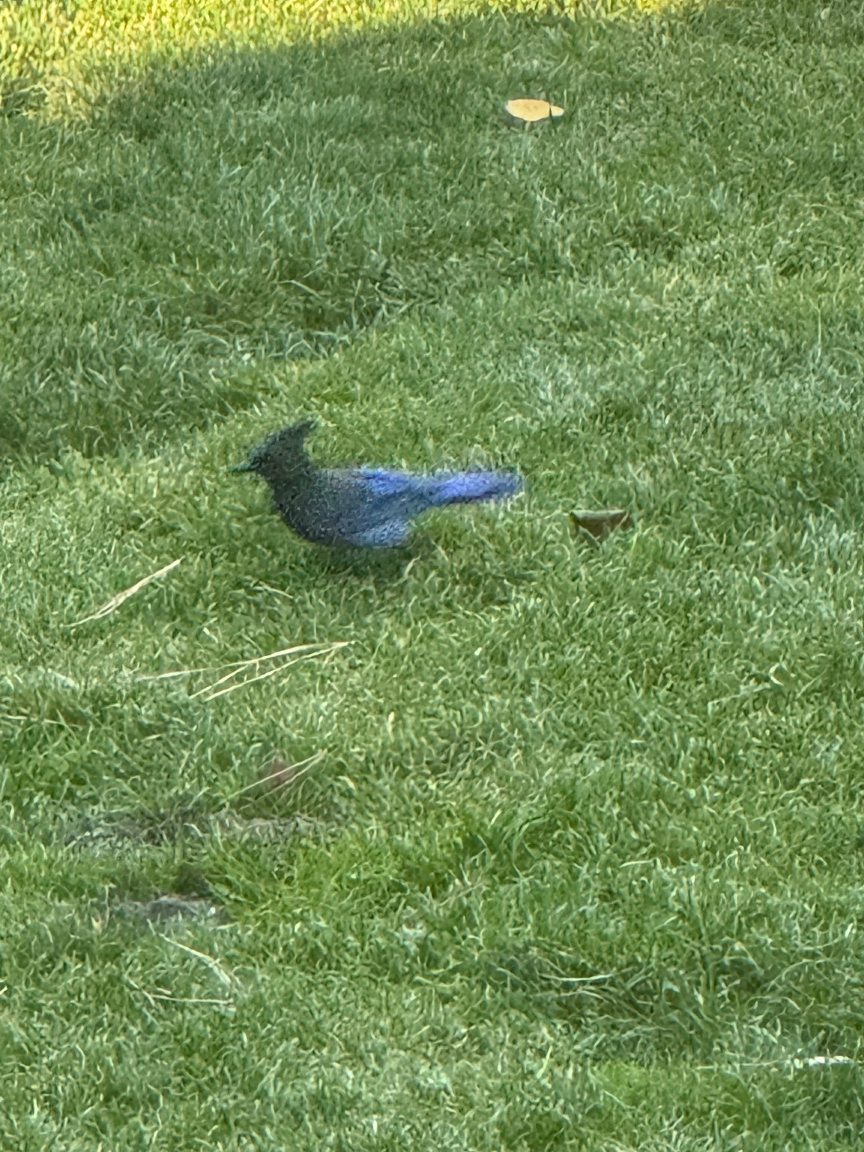 Blue jays in the backyard