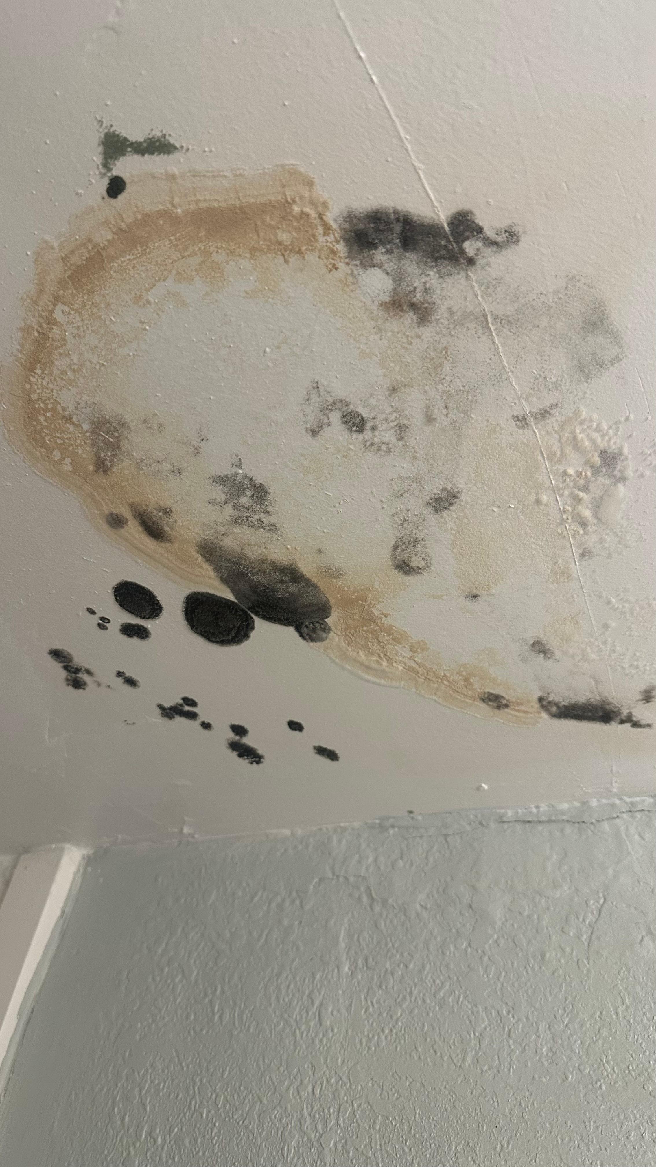 Mold/water damage on bathroom ceiling