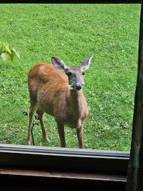 Small doe made a visit and at the hastas.
