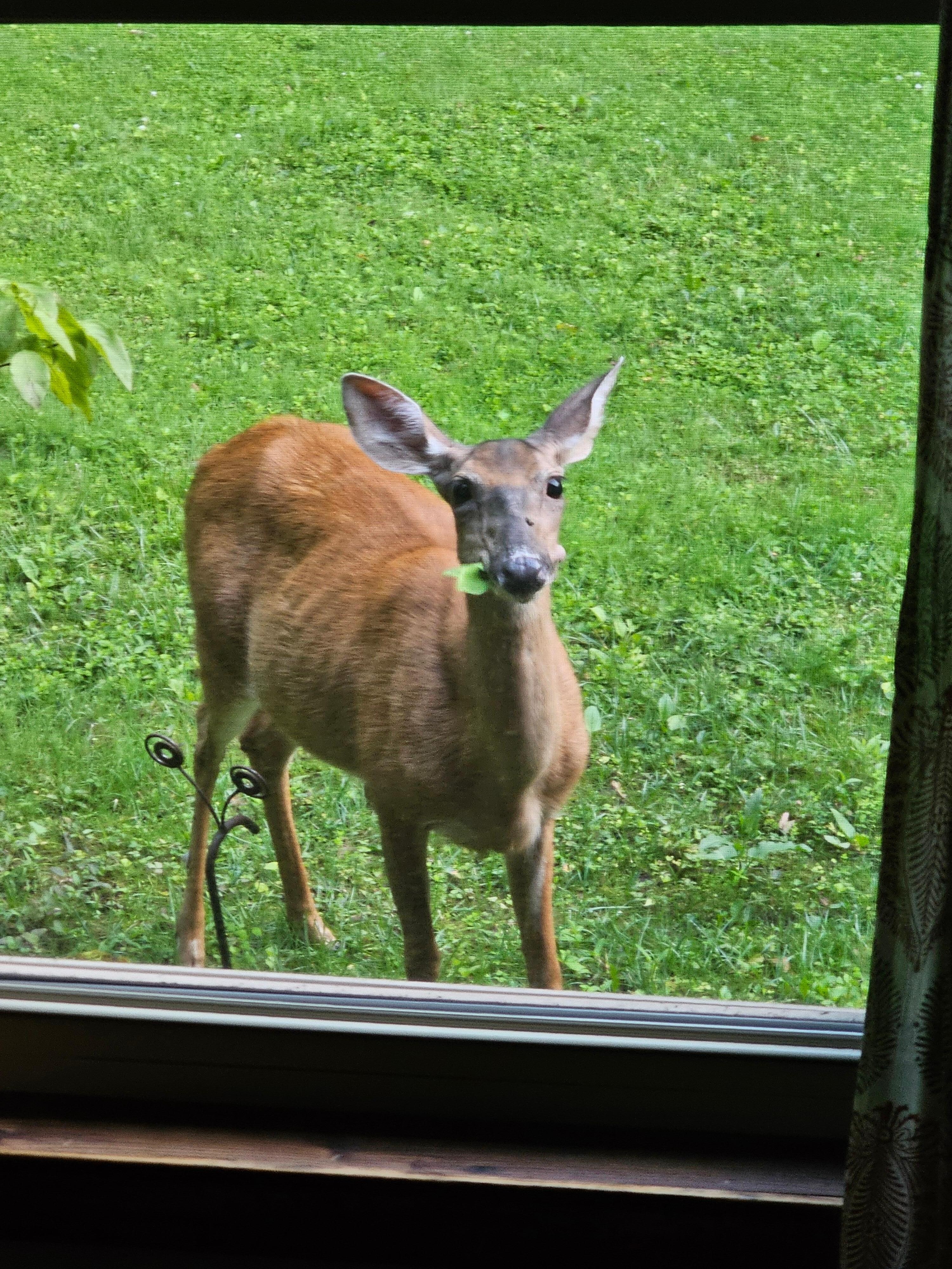 Small doe made a visit and at the hastas. 