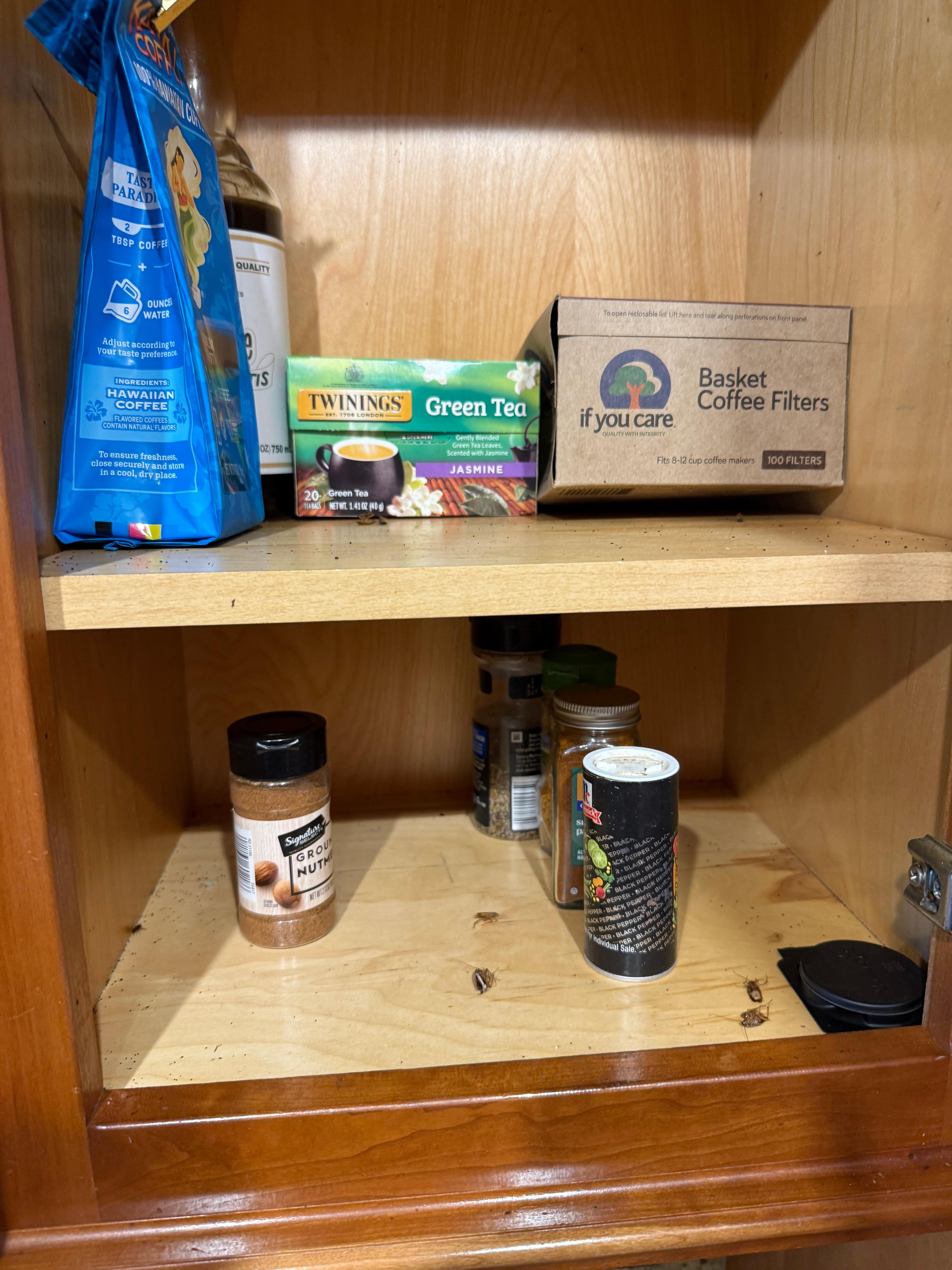 Roaches with the bait traps we purchased 