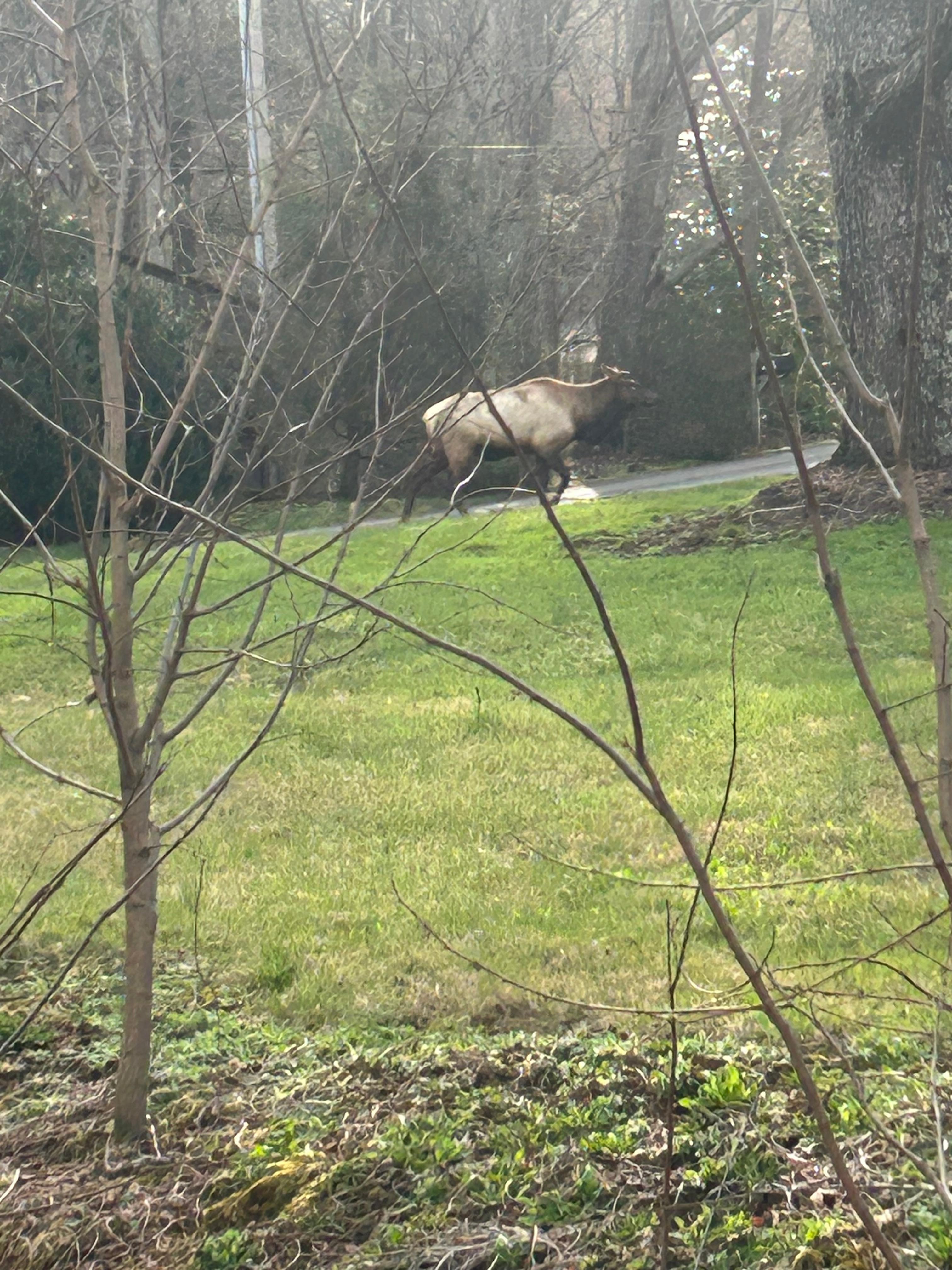 Got to see elk. Awedome!!