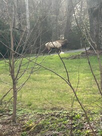 Got to see elk. Awedome!!