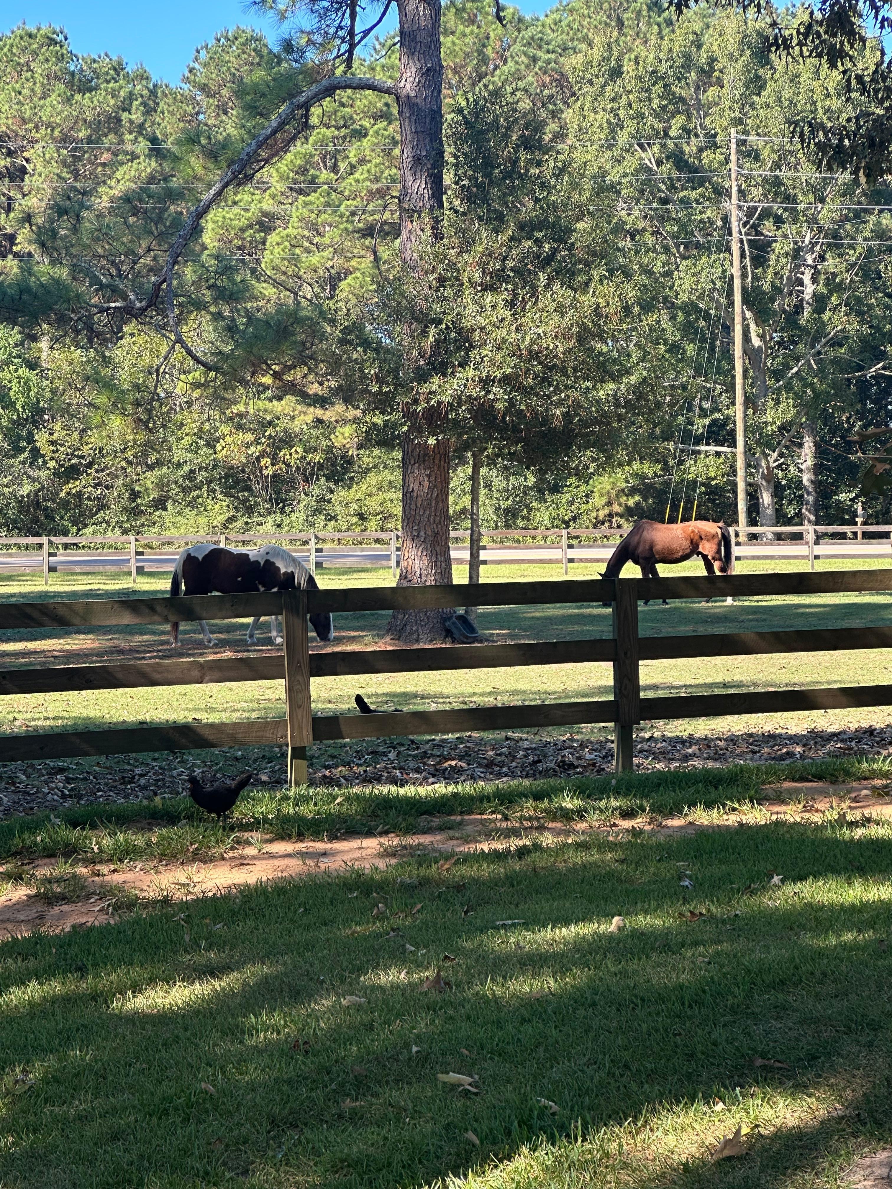 Horses around the edge of the property. 