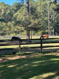 Horses around the edge of the property.