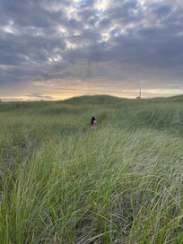 Sea grass on the way to the beach from the condo.