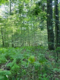 Woods at the top of the field.