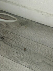 Stink bugs