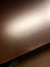 Roach
