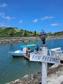 Fish feeding and boat ride