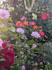 Beautiful roses on the property