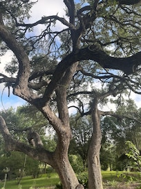 Great Trees