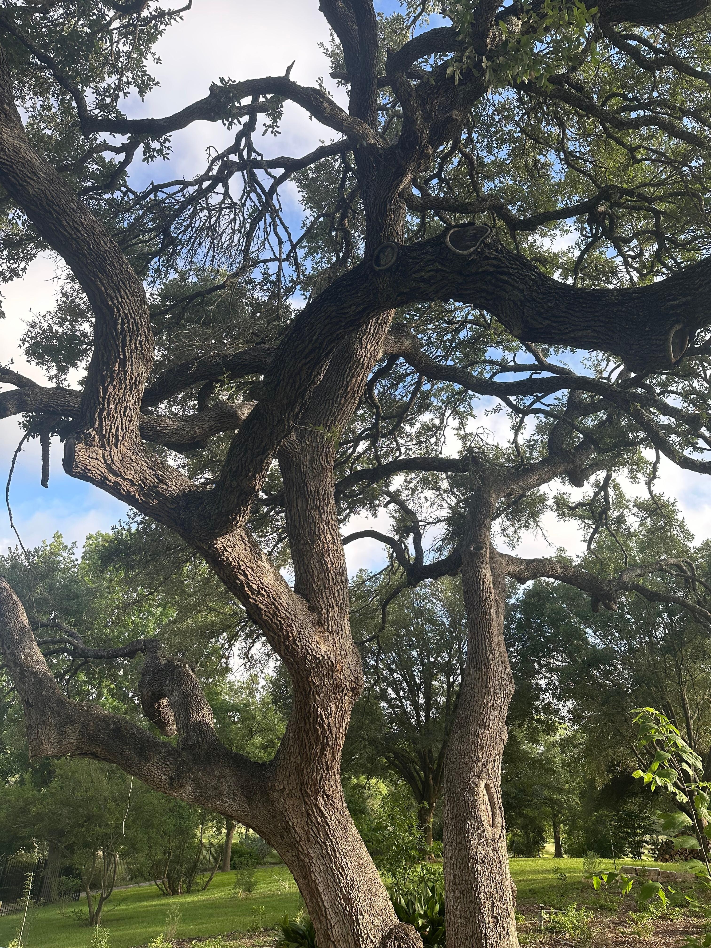 Great Trees
