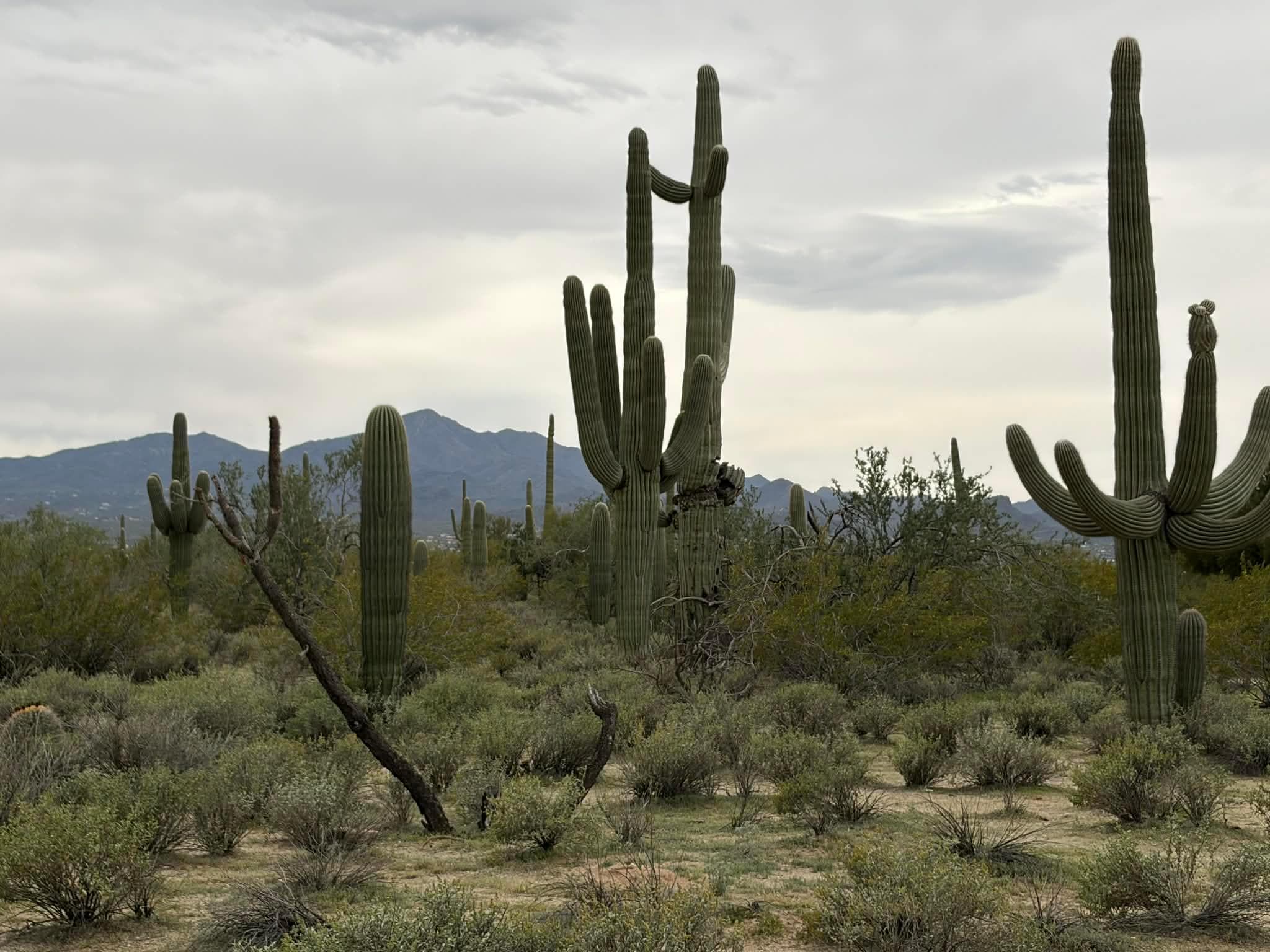 Maeveen Behan Desert Sanctuary (just one mile from property).