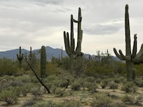 Maeveen Behan Desert Sanctuary (just one mile from property).