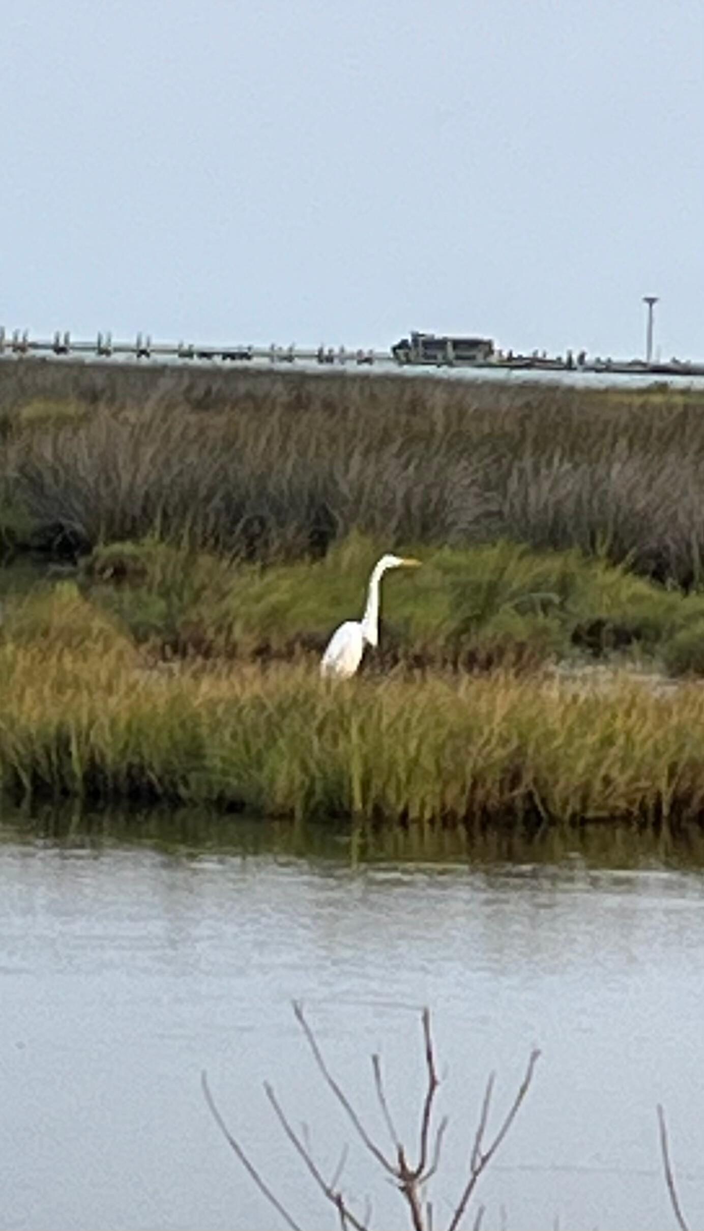Egret 