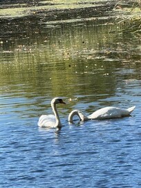Swans on East Creek